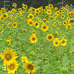 sunflower09.jpg