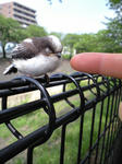 Ca390703bird.jpg