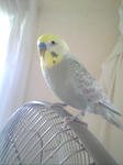 Ca390766kankan.jpg