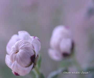 flower.jpg