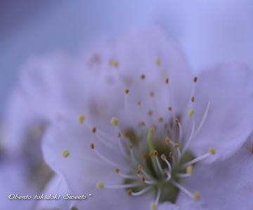 ume2.jpg