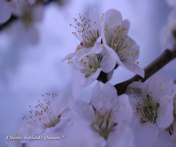 ume1.jpg