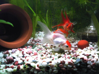 金魚個別画像２