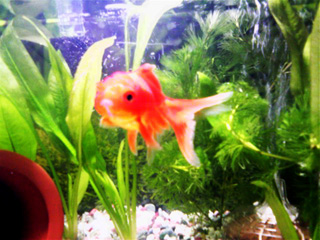 金魚個別画像１