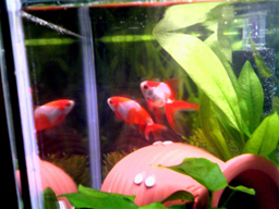 金魚個別画像３