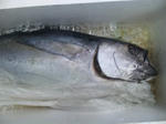 SH380067.jpg