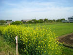 IMG_4233.JPG