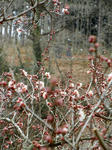 ume0307.jpg