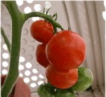 tomato7.12_1.gif