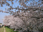 sakura08_1.jpg