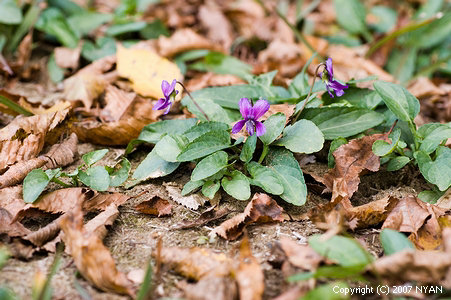 スミレ (Viola mandshurica)