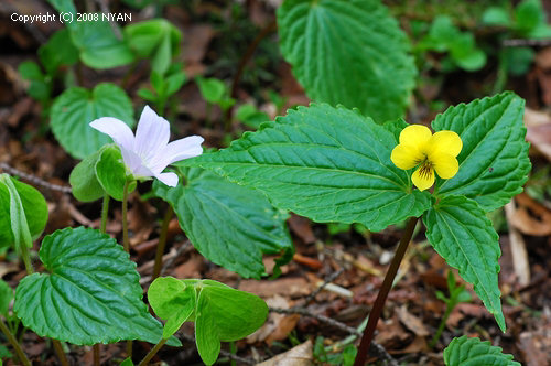 オオバキスミレ
