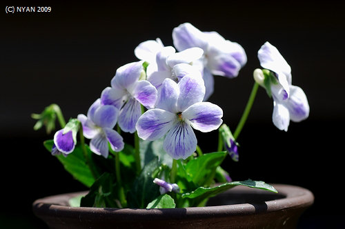 不明種(白に鮮やかな紫が滲む花、葉は粗い鋸歯を持つタイプ)