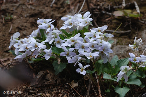 シロバナツクシコスミレ