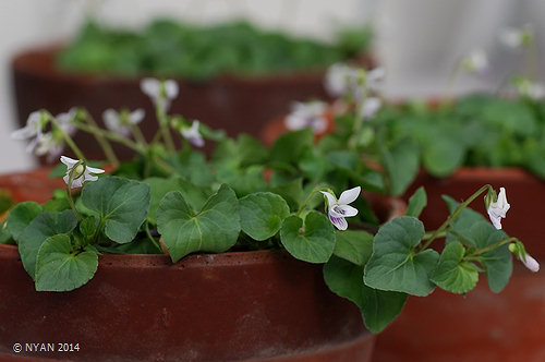 ミヤマツボスミレ