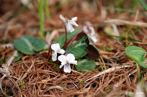 フイリフモトスミレ