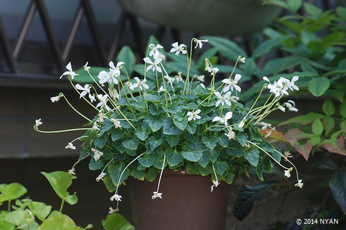 ヤエヤマヤクシマスミレ