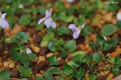 コタチツボスミレ