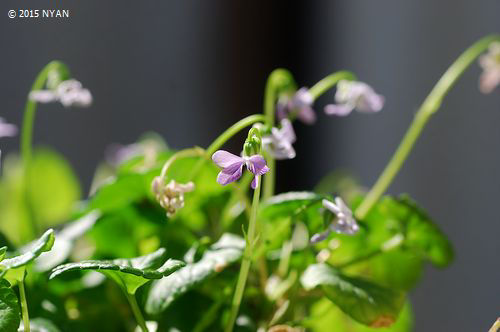 ムラサキコマノツメ