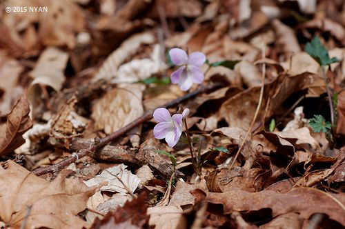 オクタマスミレ