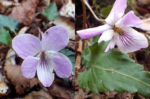 オクタマスミレ