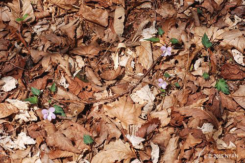 オクタマスミレ