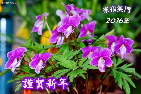 エイザンスミレ x ベニバナナンザンスミレ・紅鶴