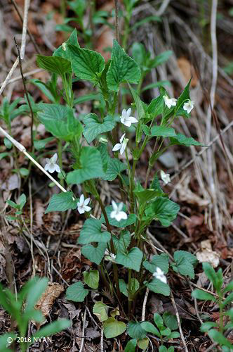 シロバナエゾノタチツボスミレ