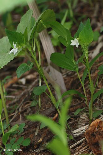 シロバナエゾノタチツボスミレ