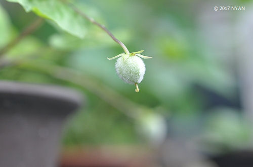 ヴィオラ・プベスケンス