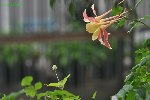 ヴィオラ・プベスケンス