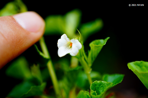 オオタチツボスミレ（白花変種）