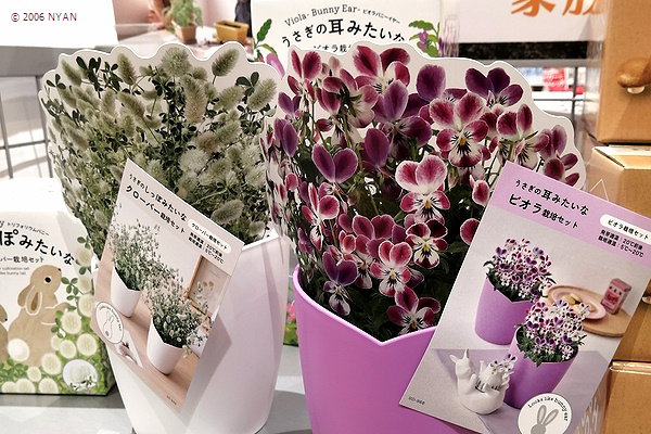 うさぎの耳みたいなビオラ栽培セット うさぎの耳みたいなビオラ栽培セット