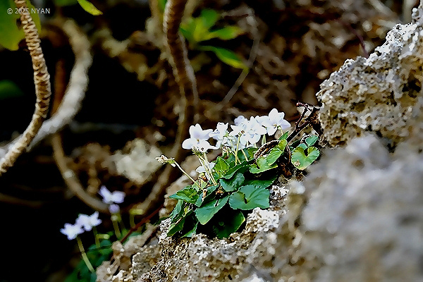オキナワスミレ（絶滅危惧IB類）