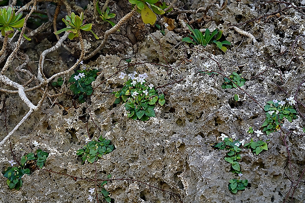 オキナワスミレ（絶滅危惧IB類）