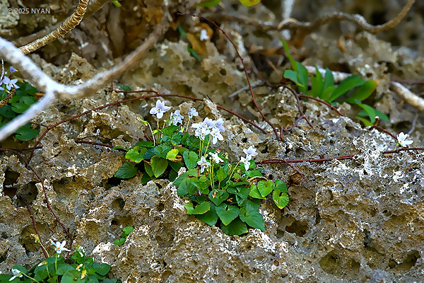 オキナワスミレ（絶滅危惧IB類）