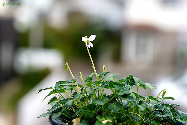 ヤエヤマヤクシマスミレ（交配種）