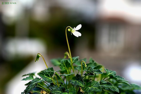 ヤエヤマヤクシマスミレ（交配種）