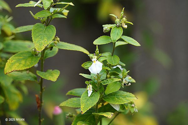 ポンバリア・コミュニス（木本種）