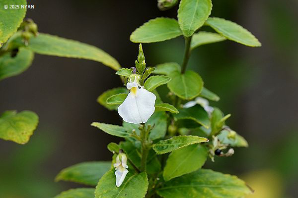 ポンバリア・コミュニス（木本種）