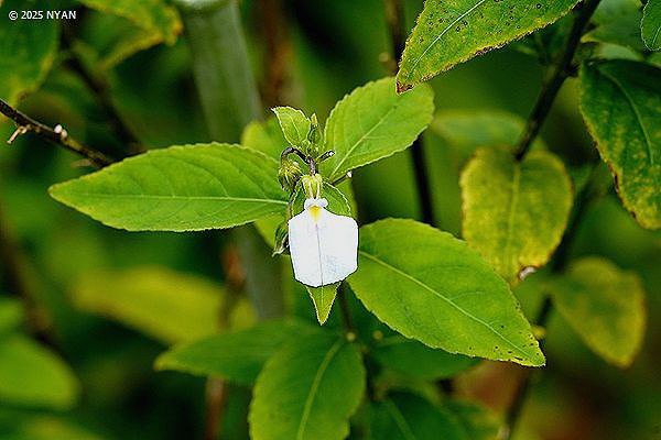 ポンバリア・コミュニス（木本種）