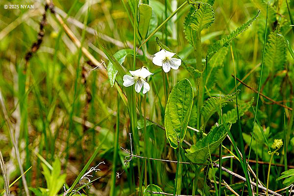 トヨコロスミレ（白花変種）