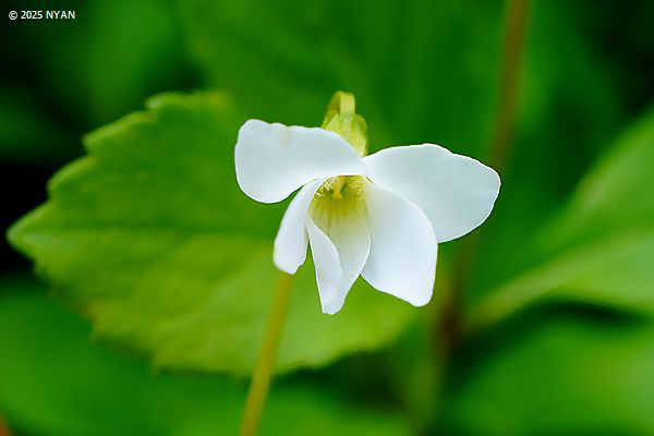 トヨコロスミレ（白花変種）