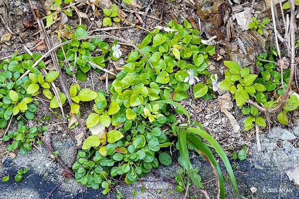 リュウキュウタチツボスミレ（俗称）