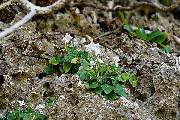 オキナワスミレ