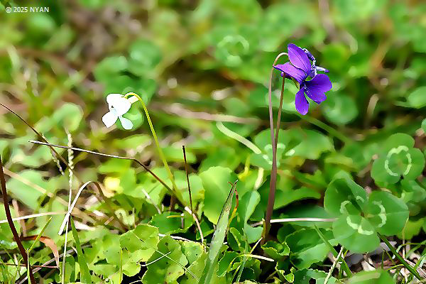 リュウキュウコスミレ