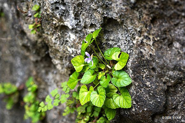 シマジリスミレ