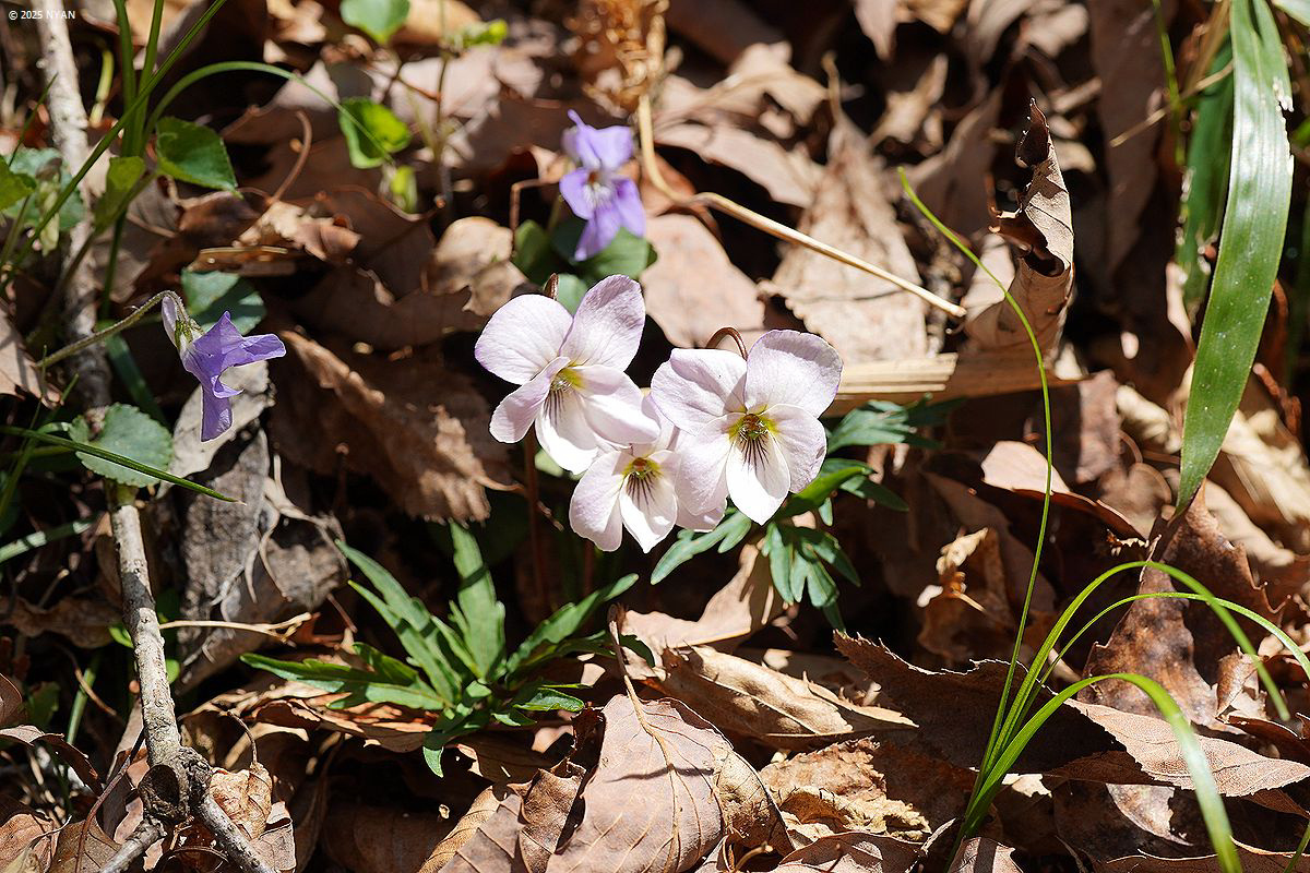エイザンスミレ エイザンスミレ