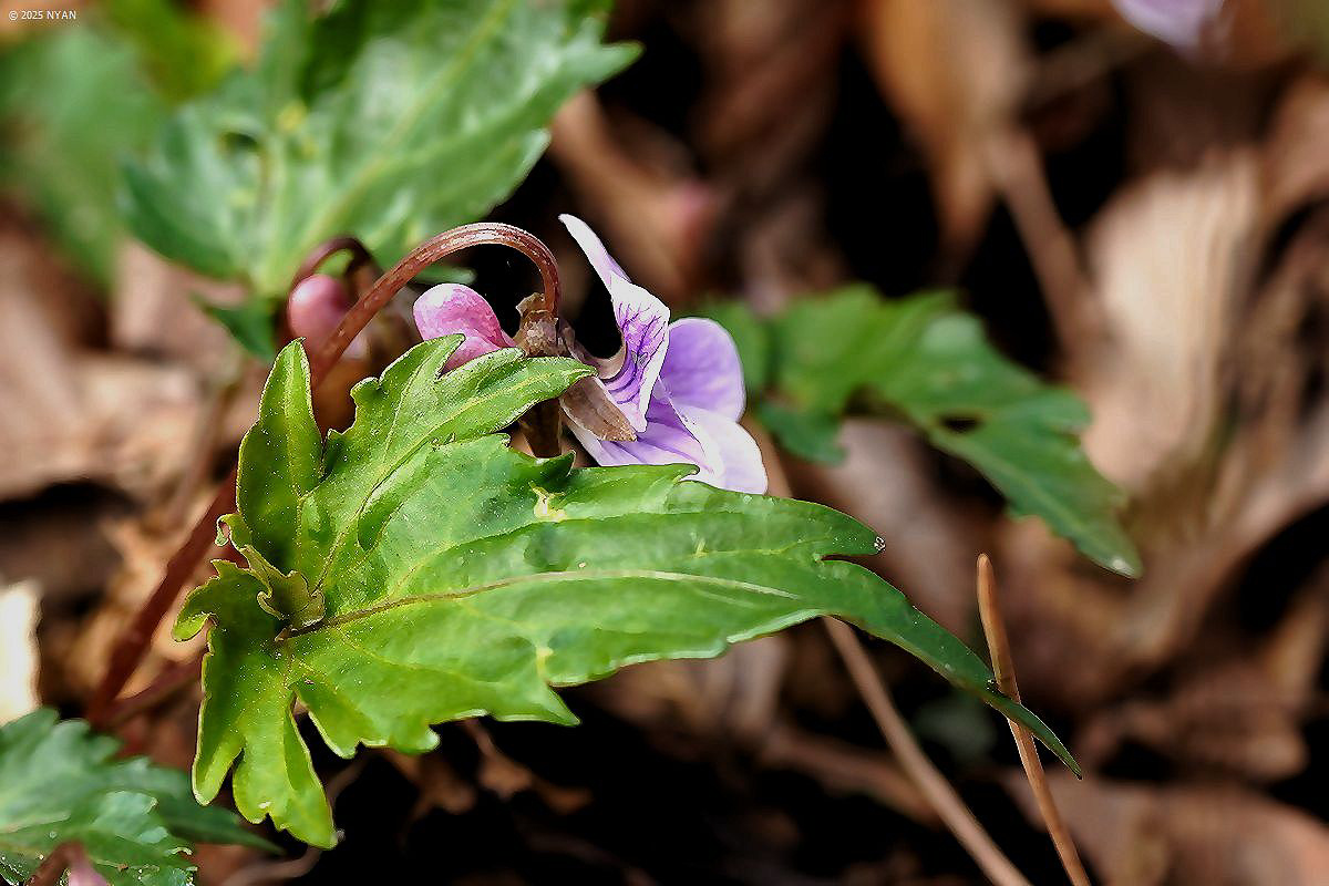 カワギシスミレ（交雑種））