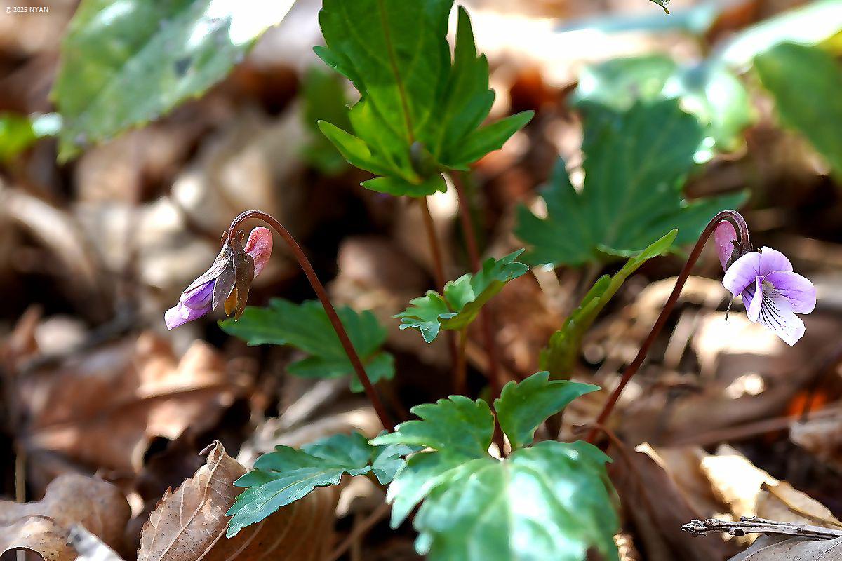 カワギシスミレ（交雑種）